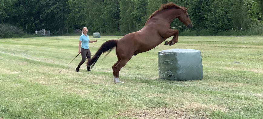 Gymnastische training - l' Equivalent