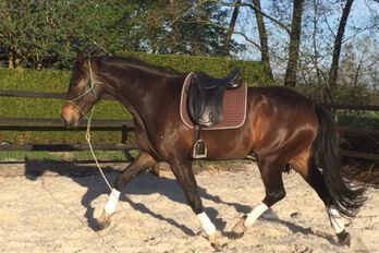 Core stability training van je paard