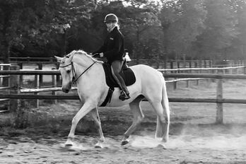 Dressage