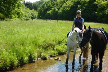 Jonge paarden beleren